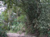 BFL2. Northern Swamp Forest
Spiny Bamboo (Guadua spinosa), Coastal Highway