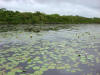 BFL2. Northern Swamp Forest
New River