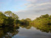 BFL2. Northern Swamp Forest
New River