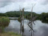 BFL2. Swamp Forest
Booth's River, Blue Creek Village