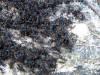 BFL. Broadleaf Forest Lowlands
Ant swarm, La Milpa