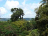 BFL5. High Ridge
Montezuma Oropendola nests, Chan Chich