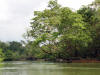 BFL1. Riparian Forest
Belize River, Community Baboon Sanctuary