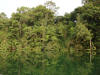 BFL6. Toledo Broadleaf Forest Lowland and Flood Plains
Moho River