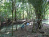 BFL6. Toledo Broadleaf Forest Lowland and Flood Plains
Rio Grande tributary, Belcampo Belize Resort