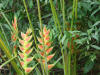 BFL. Broadleaf Forest Lowlands
Heliconia sp., BFREE