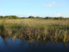 BFL2. Northern Swamp Forest
Dawson Creek, New River Lagoon
