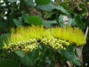 BFL3. Broken Ridge - Curassow Crest or Orange Flame Vine or Cameleon Vine (Combretum fruticosum), Tikal