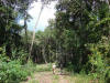 BFL5. High Ridge
Spanish Lookout