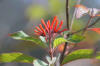 BFL3. Broken Ridge - Polly Red-head or Scarlet Bush or Firebush (Hamelia patens), La Milpa