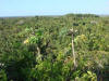 BFL. Broadleaf Forest Lowlands
Lamanai Maya Site