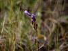 unknown, similar to gentian, Dalton Hwy (7/1/12)