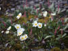 Eight-petaled Avens (Mountain Avens), Atigun Pass (7/2/12)
