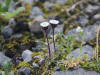 Mountain Fleabane, Atigun Pass (7/2/12)