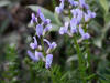 Oxytrope sp., Atigun Pass (7/2/12)