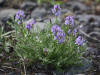 Oxytrope sp., Atigun Pass (7/2/12)