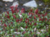 unknown, Atigun Pass (7/2/12)