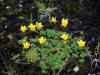 Thyme-leaved Saxifrage (Saxifraga serpyllifolia), Atigun Pass (7/2/12)