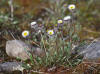 Mountain Fleabane, Atigun Pass (7/2/12)