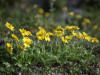 Alaska Poppy, Dalton Hwy (7/2/12)