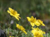Alaska Poppy, Dalton Hwy (7/2/12)