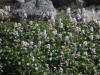 Bear Flower (Boykinia richardsonii), Dalton Hwy (7/2/12)