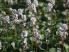 Bear Flower (Boykinia richardsonii), Dalton Hwy (7/2/12)