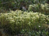 Northern Grass-of-Parnassus, Dalton Hwy (7/2/12)