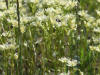 Northern Grass-of-Parnassus, Dalton Hwy (7/2/12)