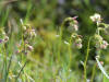 unknown, Dalton Hwy (7/2/12)