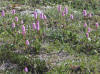 Pink Plumes (Bistort), Dalton Hwy (7/2/12)
