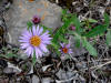 Siberian Aster, Galbraith Lake (7/3/12)