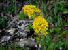Black-tipped Groundsel, Galbraith Lake (7/3/12)