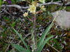 Death Camas (Camas Wand Lily), Galbraith Lake (7/3/12)