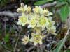 Death Camas (Camas Wand Lily), Galbraith Lake (7/3/12)