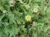 Prairie Cinquefoil (Potentilla pensylvanica), Galbraith Lake (7/3/12)