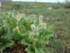 Prairie Cinquefoil (Potentilla pensylvanica), Galbraith Lake (7/3/12)