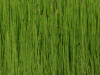 Scouring-Rush (Equisetu hytemale), Horsetail family, Ice Cut (7/3/12)