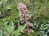 Heart-leaved Saxifrage, Sagavanirktok River (7/3/12)