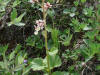 Heart-leaved Saxifrage, Sagavanirktok River (7/3/12)