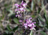 Wooly Lousewort, Lake Colleen, Deadhorse (7/4/12)