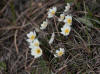 Mountain Avens, Lake Colleen, Deadhorse (7/4/12)