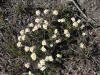 Rock Jasmine, Dalton Hwy (7/5/12)