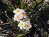 Rock Jasmine, Dalton Hwy (7/5/12)