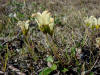 Capitate Lousewort, Dalton Hwy (7/5/12)