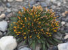 Dwarf Hawk's Beard, Sagavanirktok River (7/6/12)