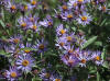 Siberian Aster, Ice Cut (7/6/12)