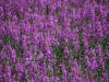 Common Fireweed, Ice Cut (7/6/12)