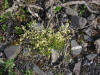 Sandwort sp., Dalton Hwy (7/7/12)