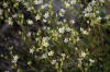Sandwort sp., Dalton Hwy (7/7/12)